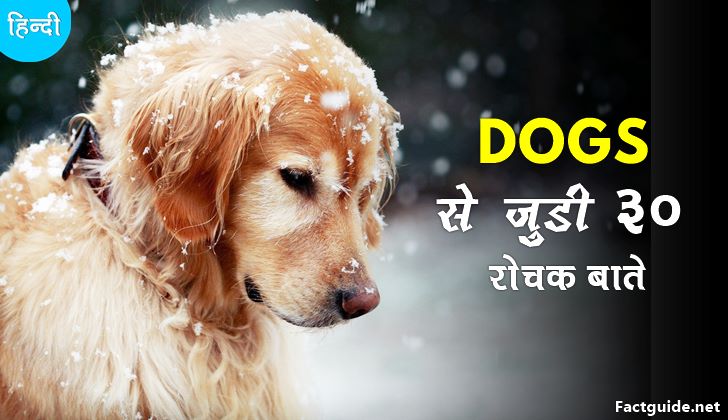 कुत्तो के बारे में 30+ रोचक तथ्य facts about dogs In hindi • Fact Guide