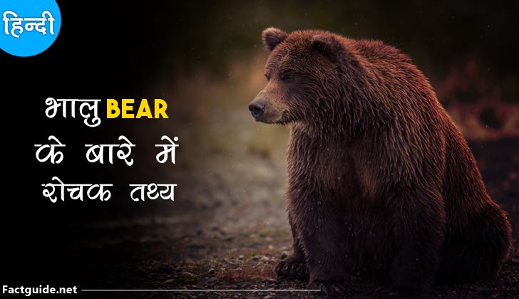 bear facts in hindi