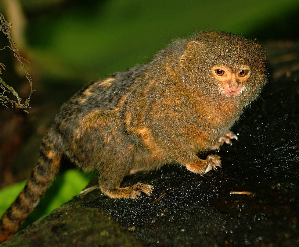 pygmaea monkey