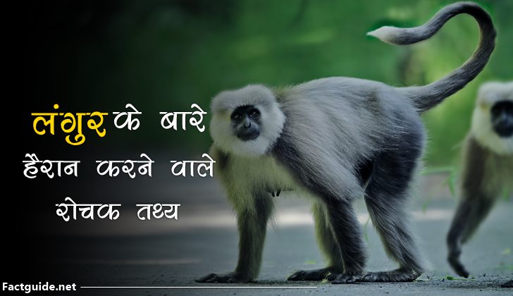langur facts in hindi