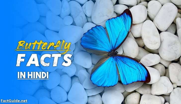 butterfly facts in hindi