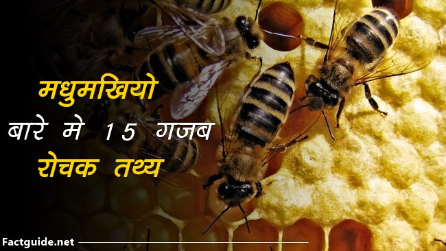 bee facts in hindi 