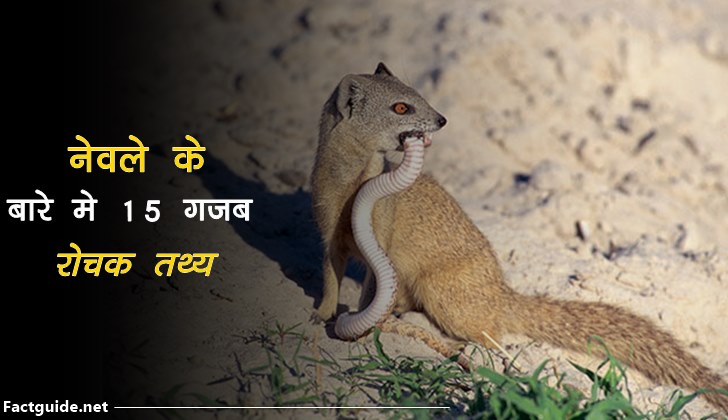 नेवले के बारे में 15 रोचक तथ्य | Mongoose Facts In Hindi • Fact Guide