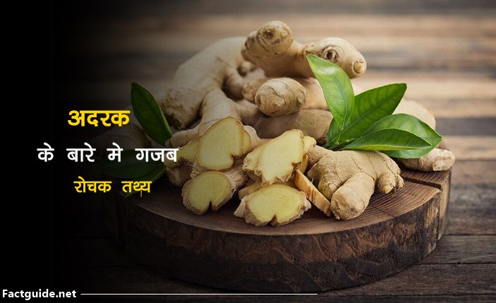 ginger facts in hindi