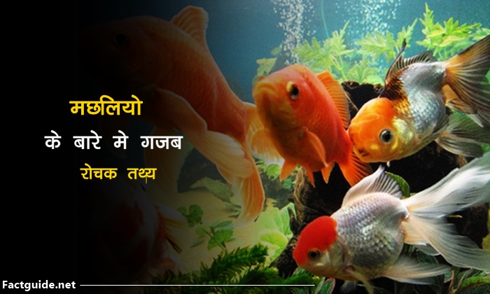 fish facts in hindi