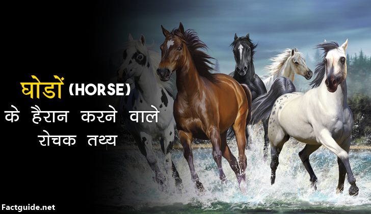 घोड़ों से जुड़े 20 रोचक तथ्य – Horse Facts In Hindi