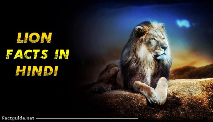 word for lion in hindi