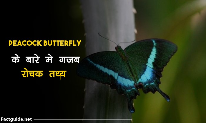 Common Peacock Butterfly Facts In Hindi | तितली के बारे में 20 रोचक तथ्य