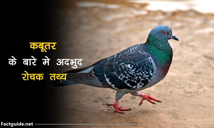 कबूतर के बारे में रोचक तथ्य | Pigeon Facts In Hindi